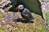 33SkelligIslands03Puffin.jpg