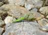 DSC042901.jpg